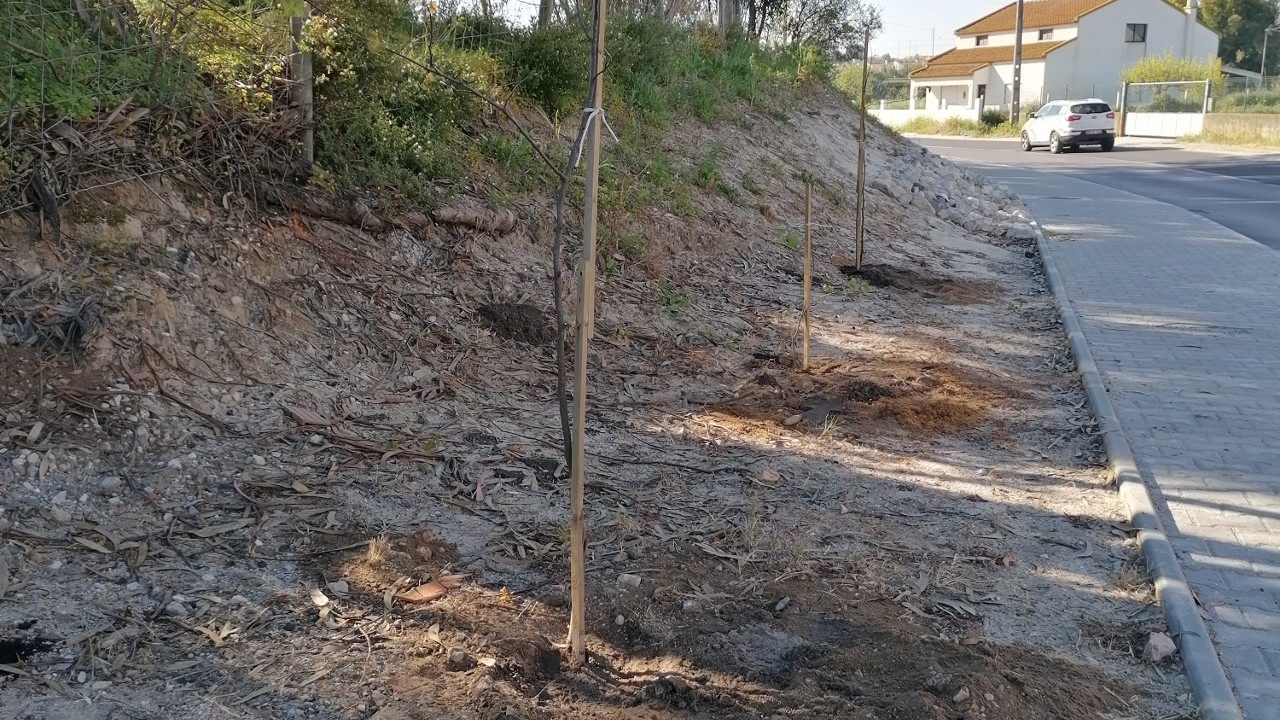 Plantação de três árvores na Estrada 536-1