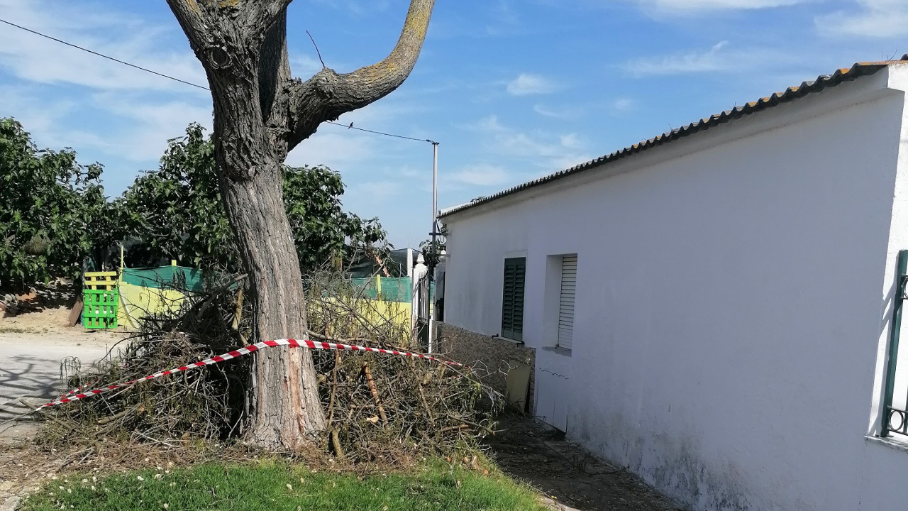 Operações de poda de árvores na Freguesia